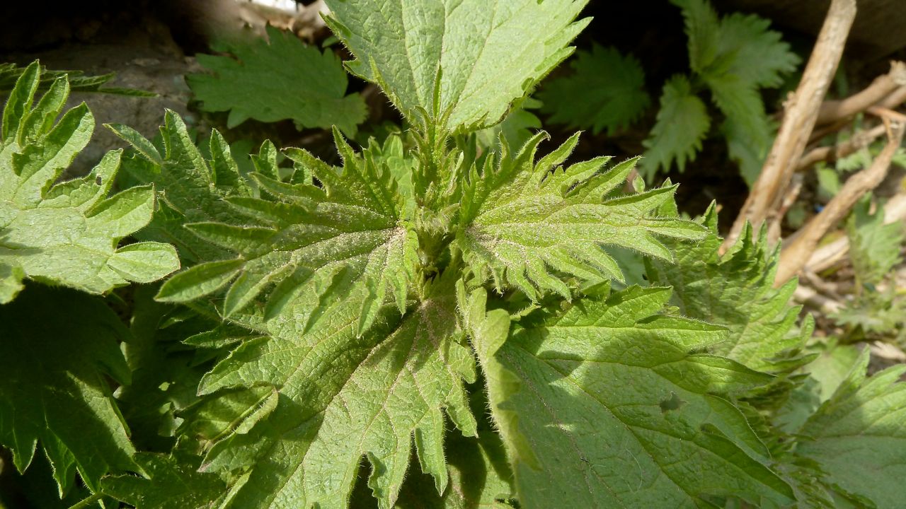 Image of Urtica dioica specimen.