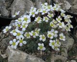 Saxifraga burseriana