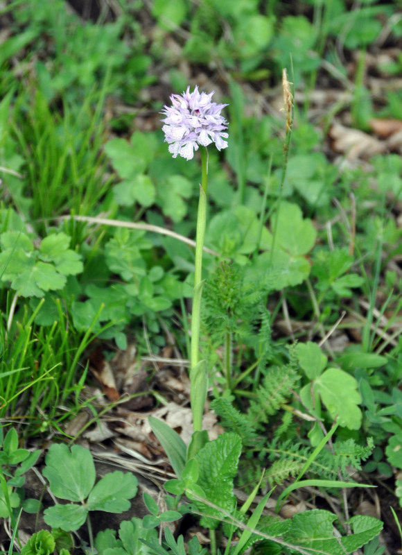 Изображение особи Neotinea tridentata.