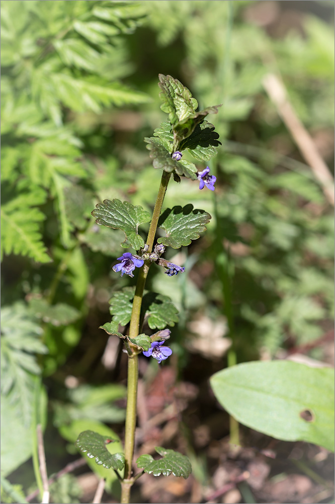 Изображение особи Glechoma hederacea.