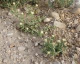 Centaurea pallescens
