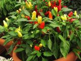 Capsicum annuum