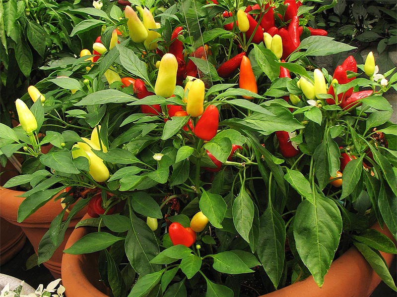 Image of Capsicum annuum specimen.
