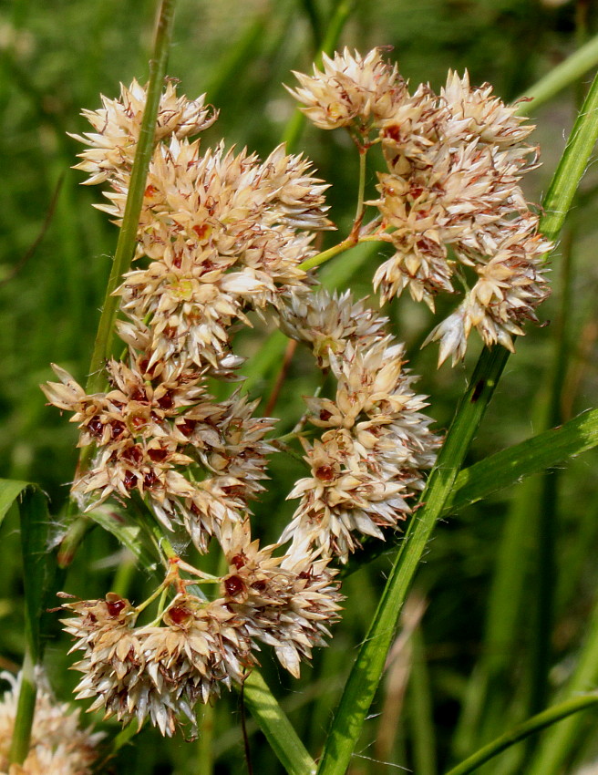 Image of Luzula nivea specimen.