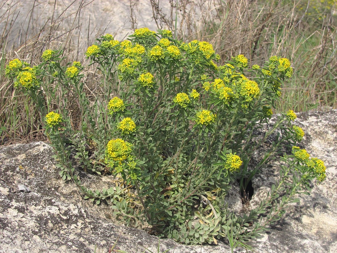 Image of Odontarrhena subalpina specimen.