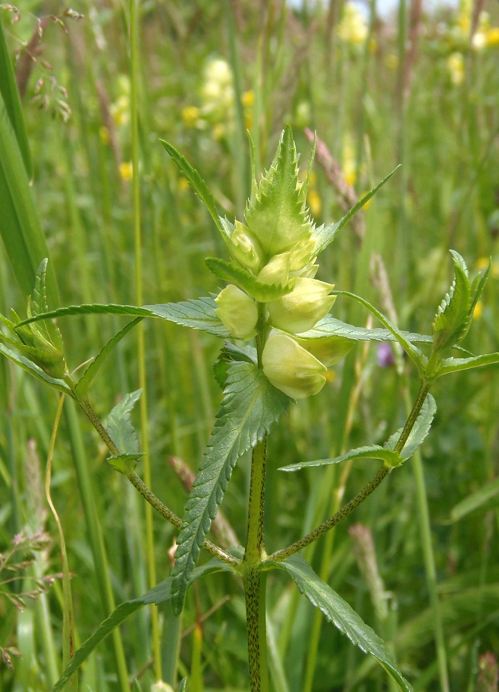 Image of Rhinanthus vernalis specimen.