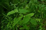 Truellum dissitiflorum