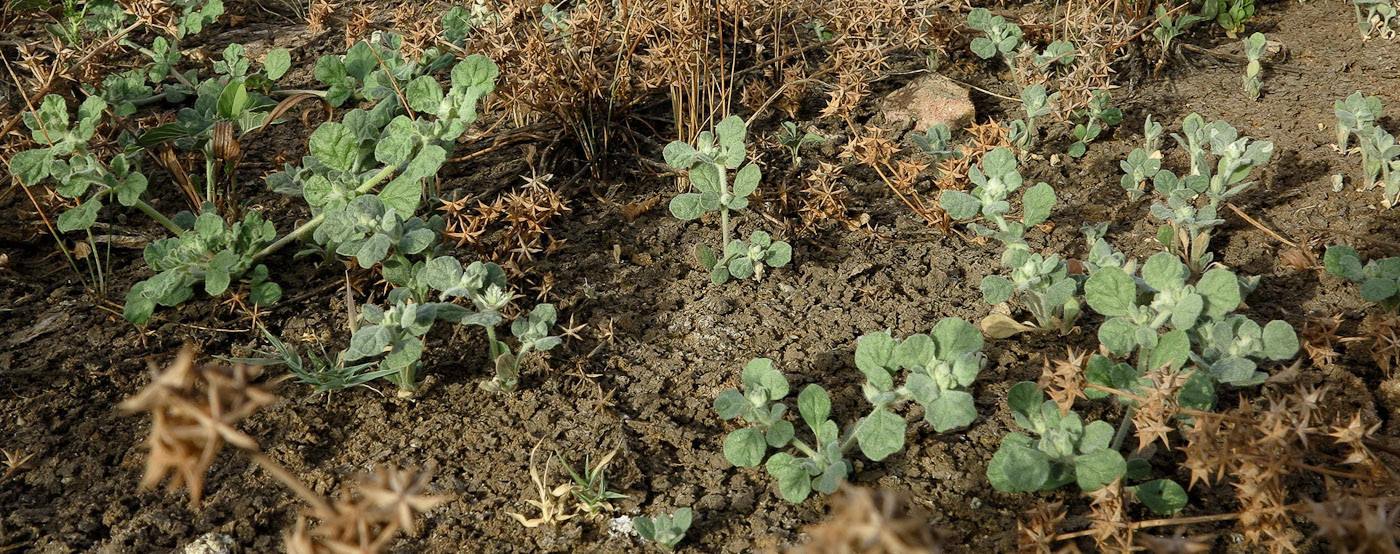 Image of Glinus lotoides specimen.