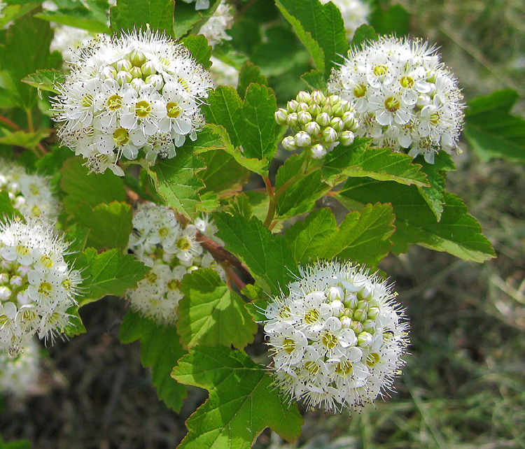 Image of Physocarpus opulifolius specimen.