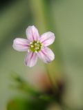 Image of taxon representative. Author is Роман Провидухин