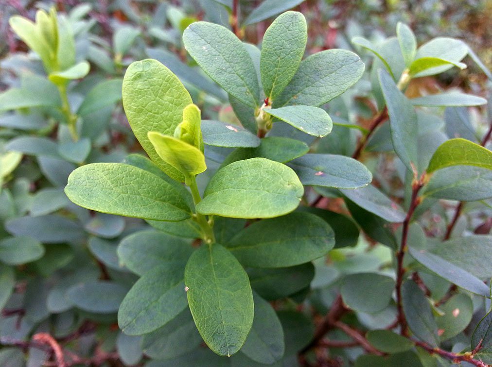 Image of Vaccinium uliginosum specimen.