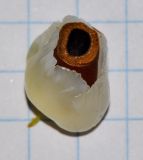 Litchi chinensis