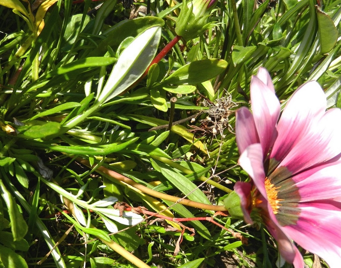 Изображение особи Gazania rigens.