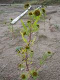 Bidens radiata