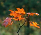 Acer platanoides. Ветвь с листьями в осенней окраске. Московская обл., Раменский р-н, окр. ж.-д. платформы Хрипань, залежь, окраина поля. 26.09.2014.
