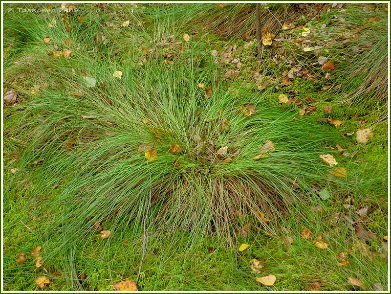 Изображение особи Eriophorum vaginatum.