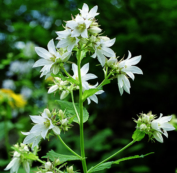 Image of Gadellia lactiflora specimen.