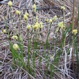 Carex ericetorum. Цветущее растение. Башкортостан, севернее г. Белорецк, сосновый лес. Конец мая.