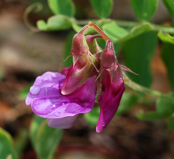 Изображение особи Lathyrus japonicus.