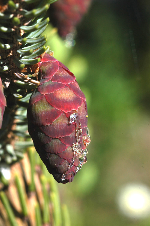 Image of Picea mariana specimen.