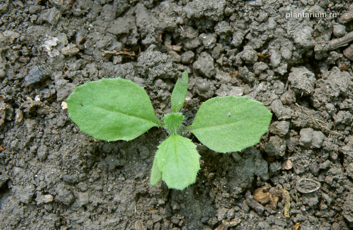 Image of Senecio vernalis specimen.
