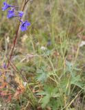Delphinium laxiflorum. Цветущее растение. Высота растения около 35 см. Алтай, Онгудайский р-н, ур. Башадар. 27.08.2009.