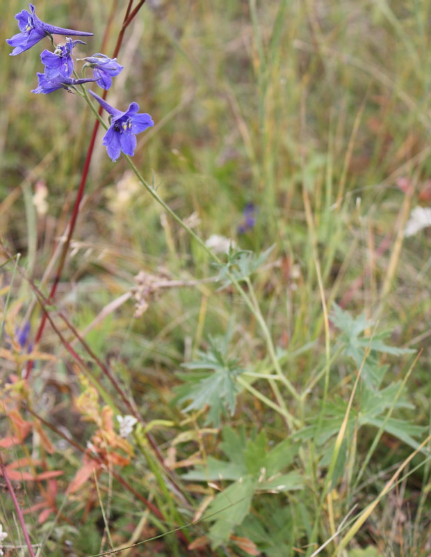 Image of Delphinium laxiflorum specimen.