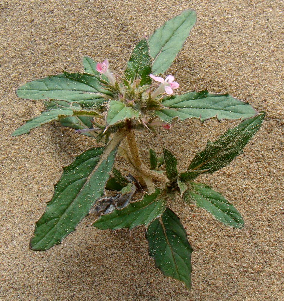 Image of Chamaesphacos ilicifolius specimen.