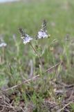 Veronica prostrata. Цветущие растения. Украина, Днепропетровская обл., Криворожский р-н, окр. с. Широкое, склон балки. 29.04.2015.