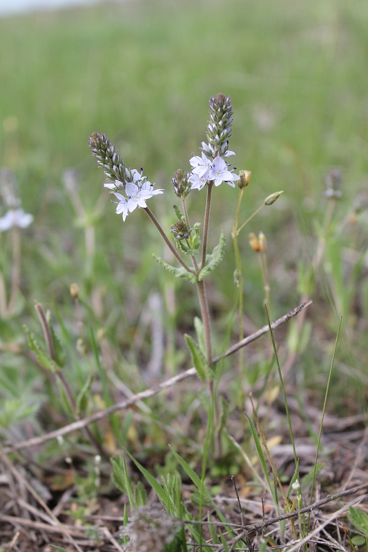 Image of Veronica prostrata specimen.