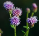 Cirsium setosum. Соцветие. Московская обл., Раменский р-н, окр. дер. Хрипань, садовый участок. 22.08.2015.