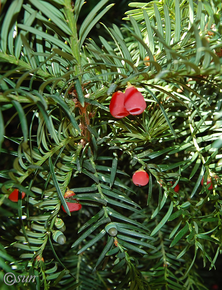 Image of Taxus baccata specimen.