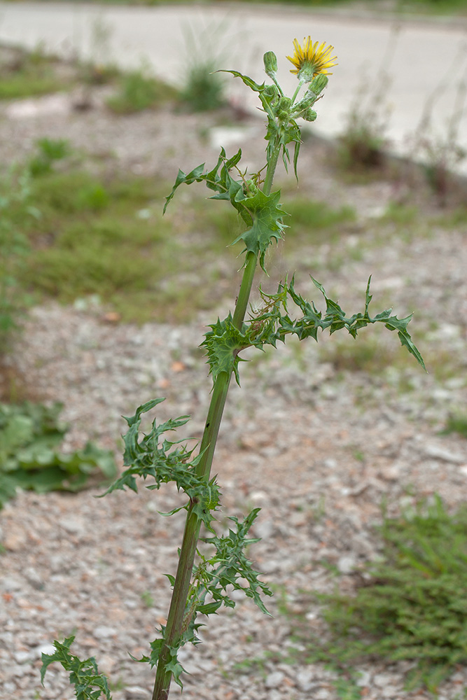 Image of Sonchus asper specimen.