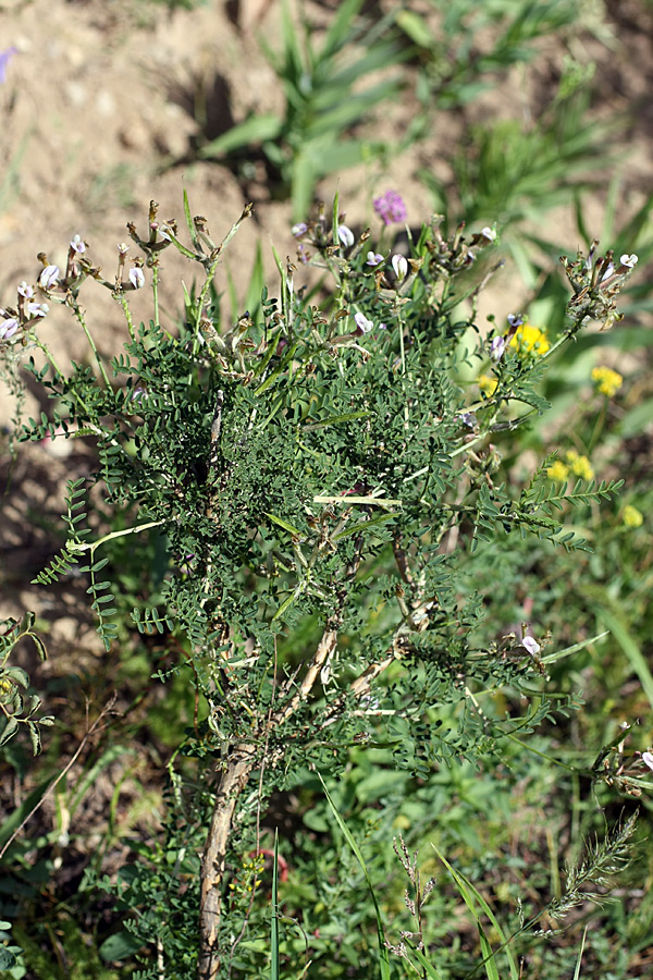 Изображение особи Astragalus neolipskyanus.