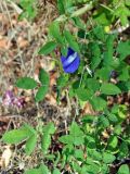 Clitoria ternatea