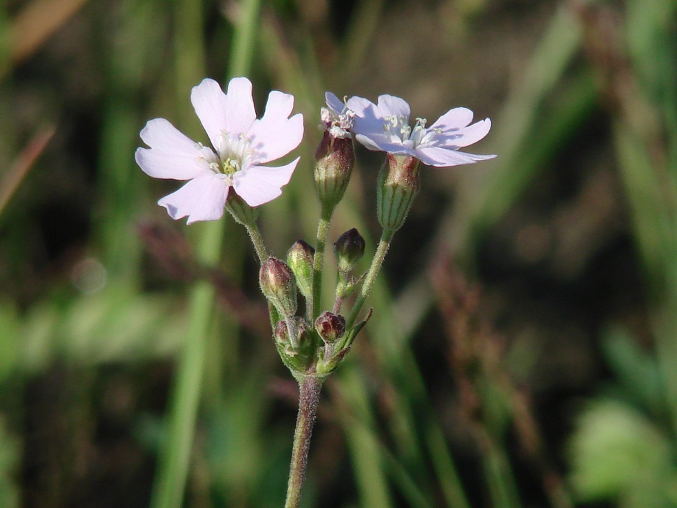 Image of Lychnis sibirica specimen.