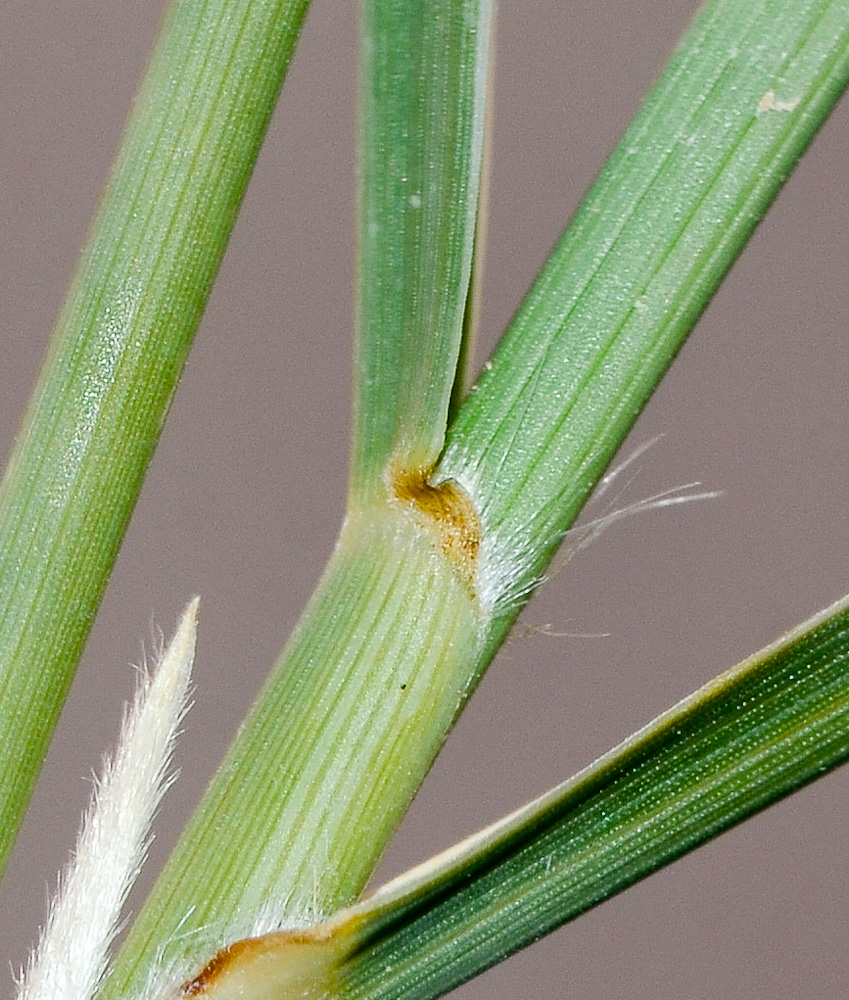 Изображение особи Lasiurus scindicus.