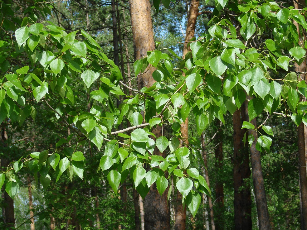 Изображение особи Populus &times; sibirica.