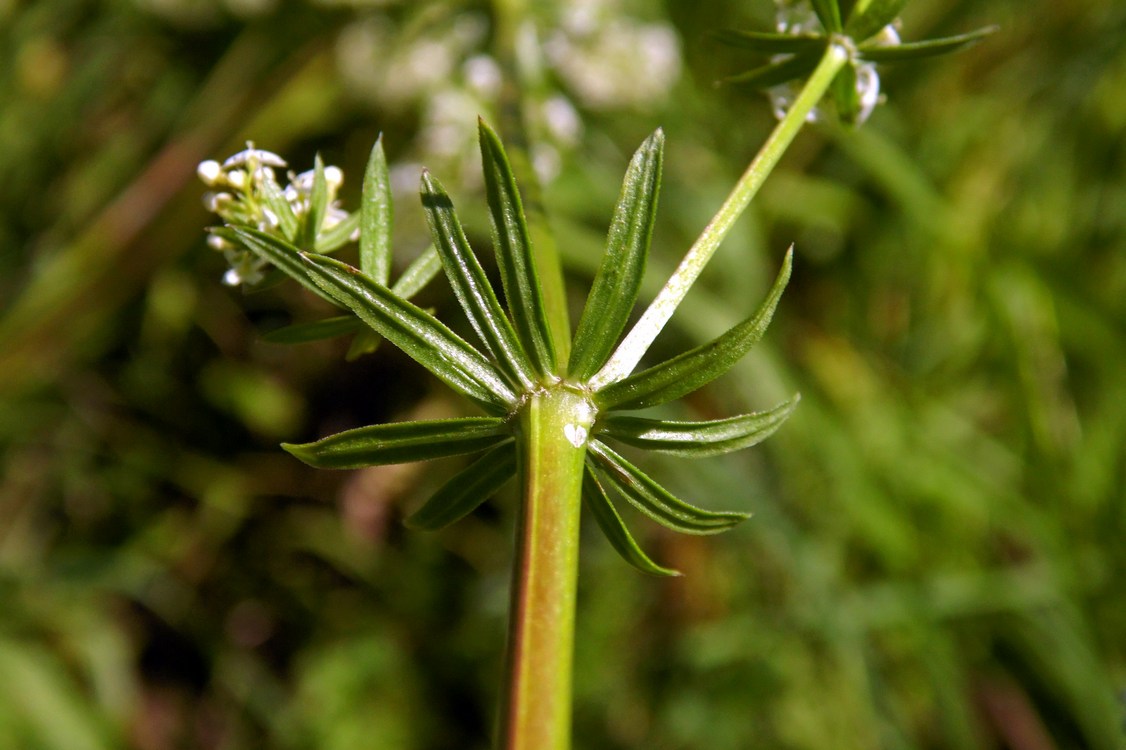 Image of Galium album specimen.