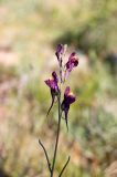 род Linaria