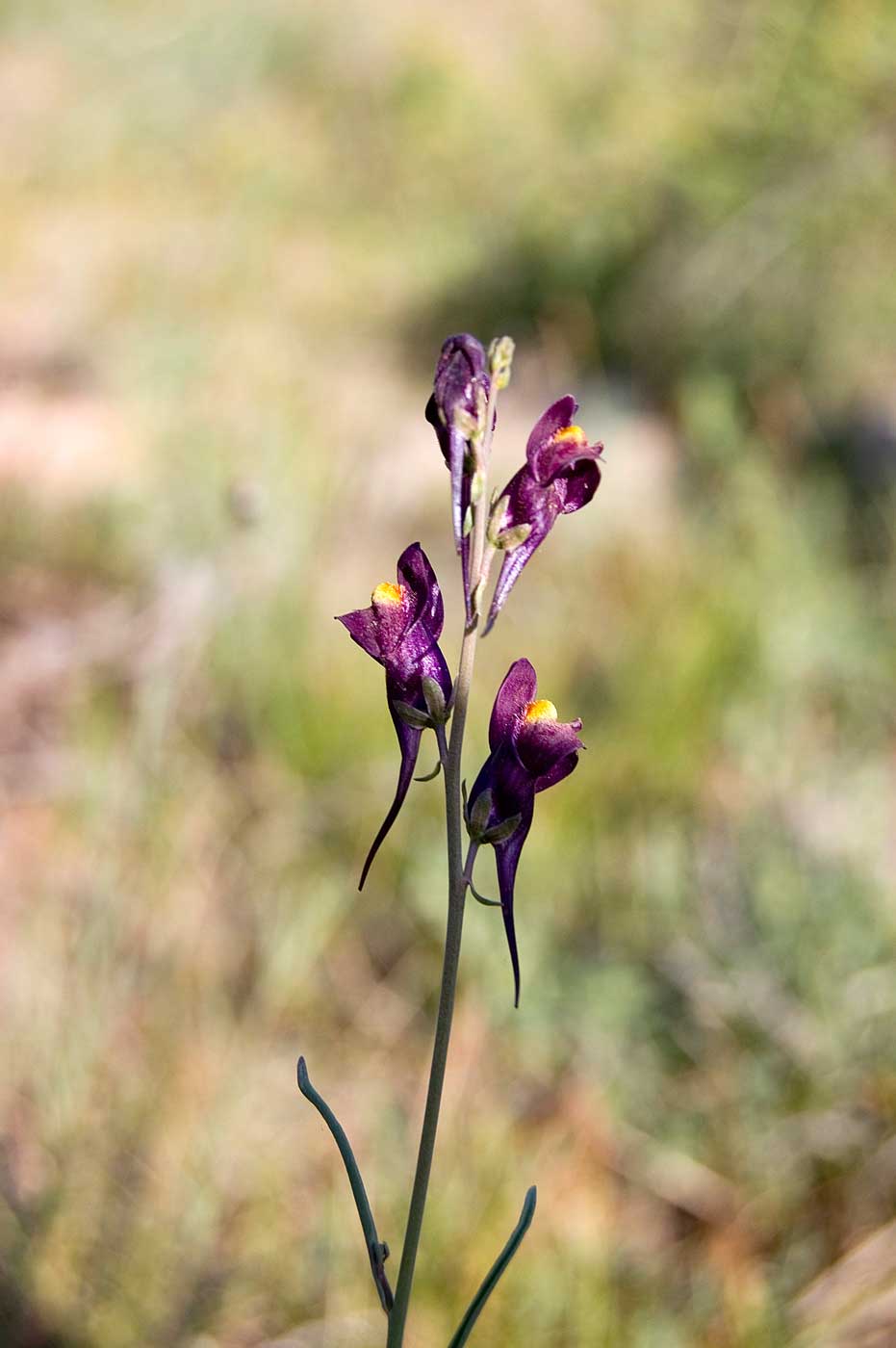 Изображение особи род Linaria.