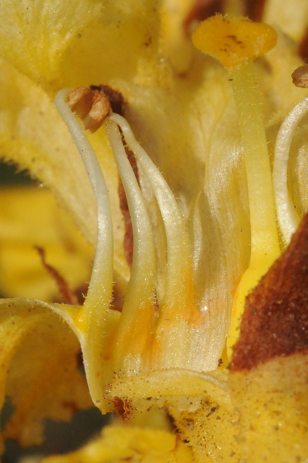 Image of Orobanche alsatica specimen.