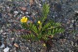 Potentilla anserina