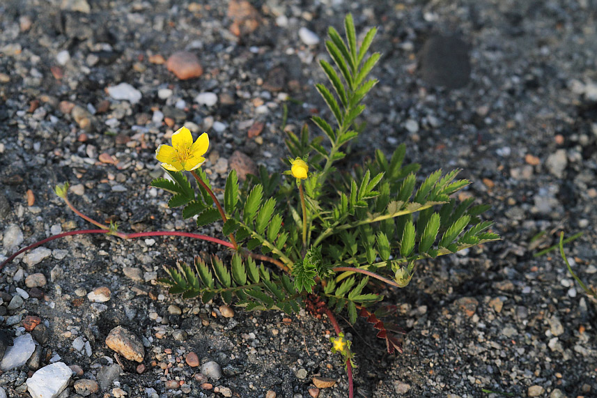 Image of Potentilla anserina specimen.