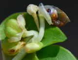 Commelina erecta