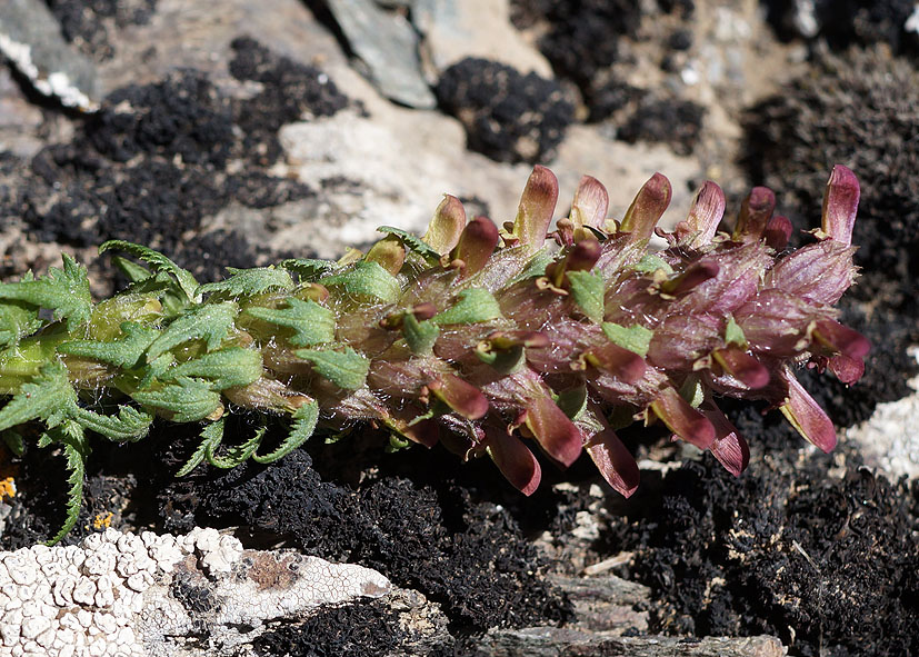 Изображение особи Pedicularis alberti.