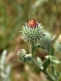 Cousinia leiocephala