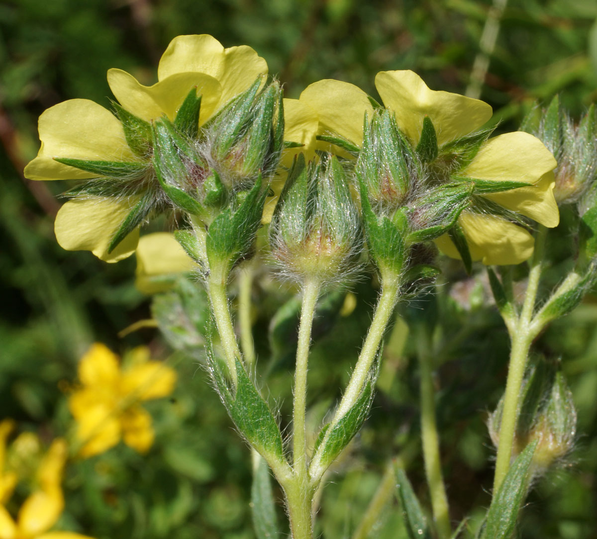 Изображение особи Potentilla recta.