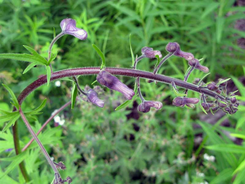 Image of Aconitum septentrionale specimen.