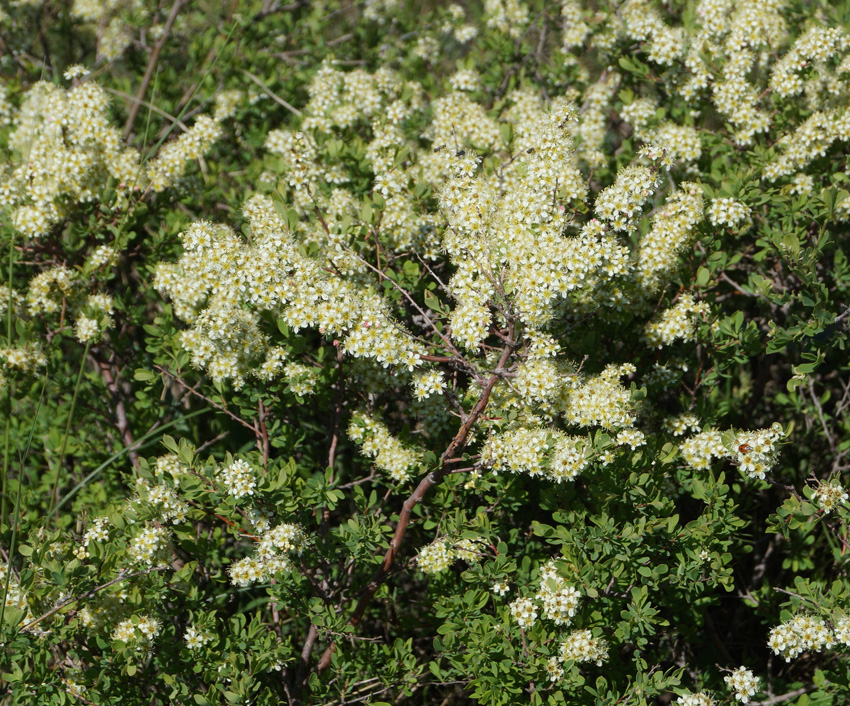 Изображение особи Spiraea hypericifolia.